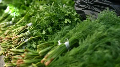 Латвияда 3 тонна ўзбек укропи йўқ қилинди
