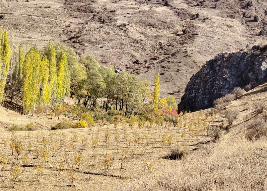 Баҳор чўлдан, куз эса тоғдан бошланади - 21